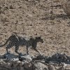Leopardin, Batulama